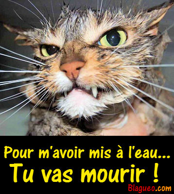 chat mouillé
