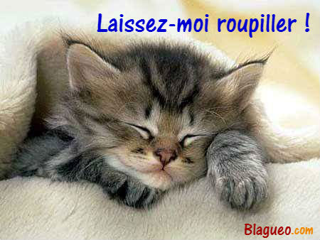 Chat qui roupille