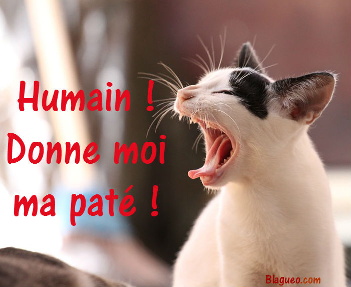 chat révolution