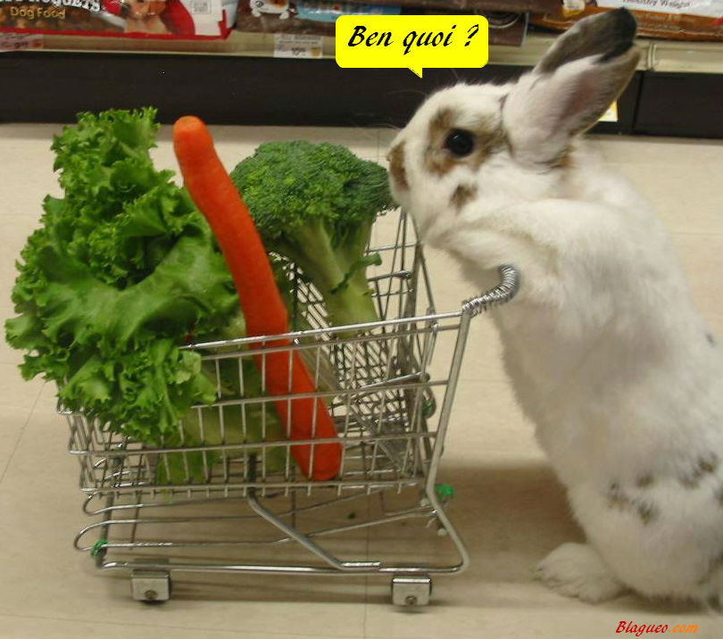 lapin aux courses