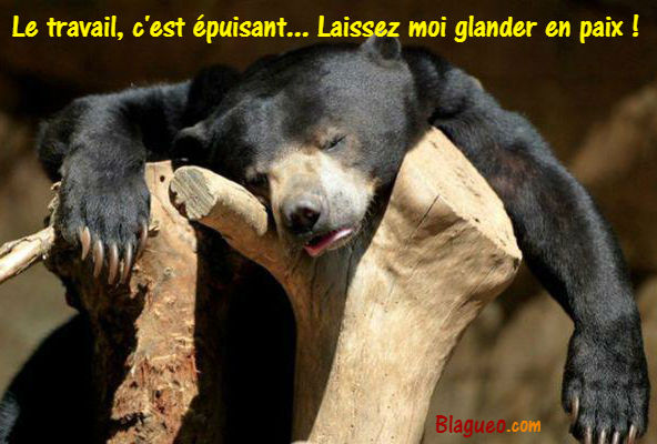 Ours glandeur