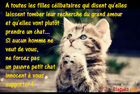 pauvre chaton