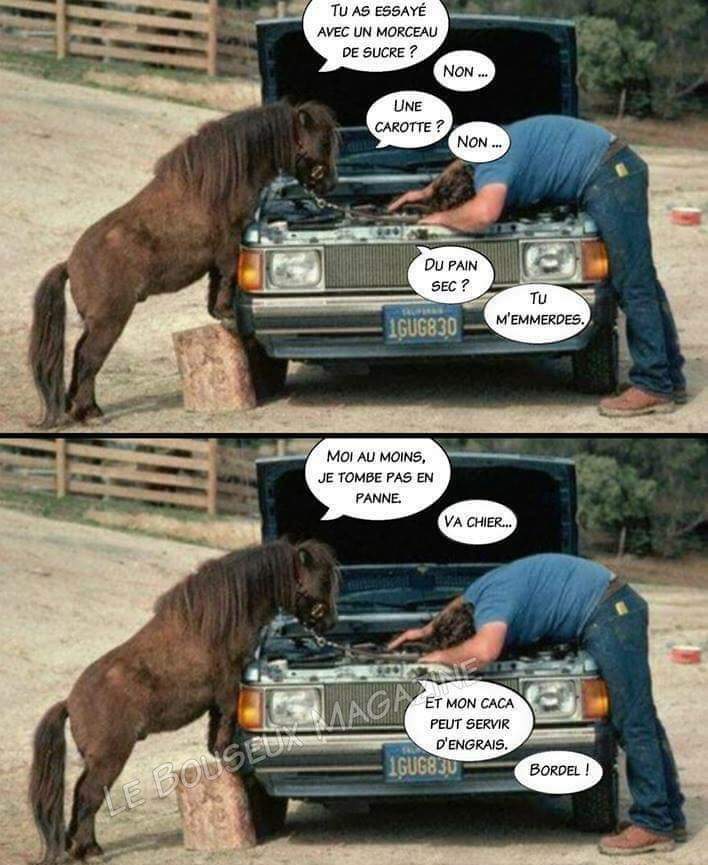 Voiture vs cheval